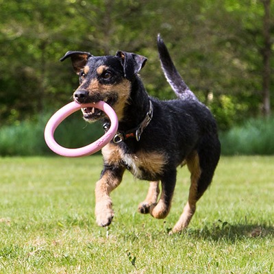 Beco Pets obręcz kółko zabawka dla psa L różowe