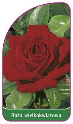 Róża wielkokwiatowa 212 etykiety szkółkarskie
