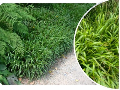 Kosmatka olbrzymia - gat. I