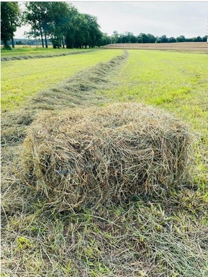 NATURALNE SIANO 10 KG DLA GRYZONI I KRÓLIKÓW PROSTO ZE STODOŁY 10kg