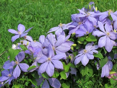 Powojnik "clematis" JUSTA