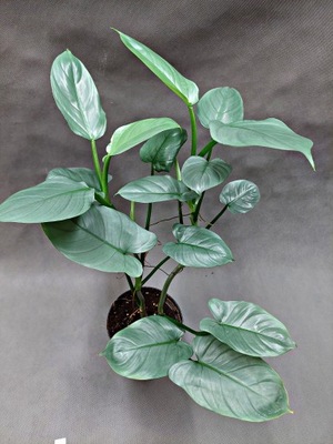 Philodendron HASTATUM Filodendron Silver Queen