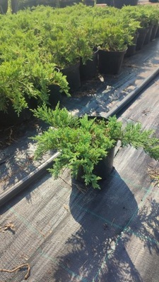 Jałowiec sabiński 'Tamariscifolia' - Juniperus sabina 'Tamariscifolia'(C2)
