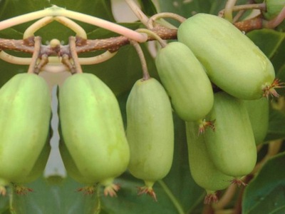 Kiwi Actinidia 'Ananasya Męska'