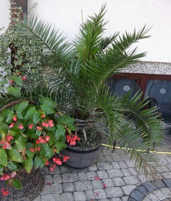 Palma duża kwiat palma