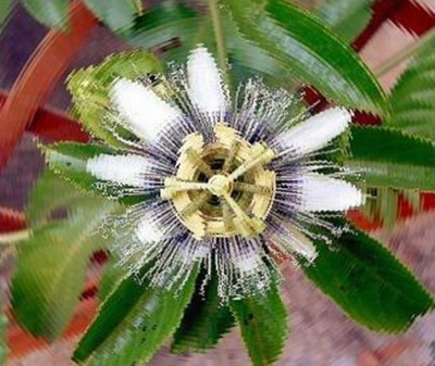 Marakuja (Passiflora Edulis) Pasiflora Nasiona