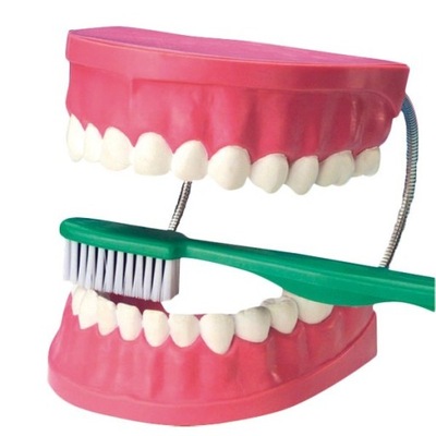 Model zębów Nauka mycia zębów szczotkowania