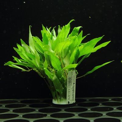 Rośliny do akwarium Hygrophila siamensis XL ŁATWA
