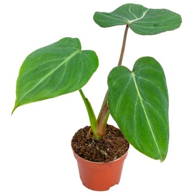 Filodendron Philodendron Gloriosum MEGA zielony