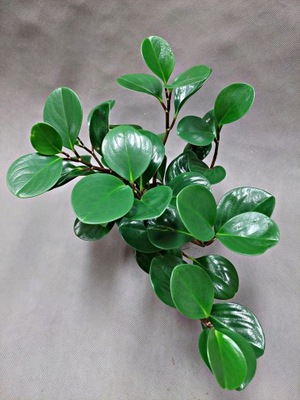 Peperomia OBTUSIFOLIA