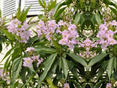 Chitalpa Kasztinecka chotalpa