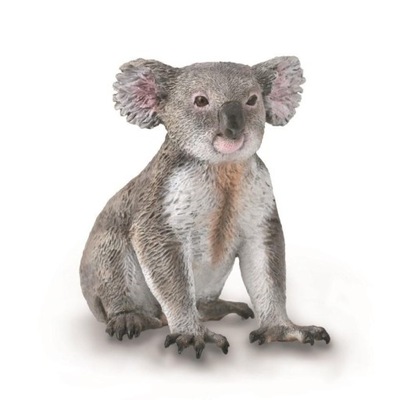 MIŚ KOALA, COLLECTA