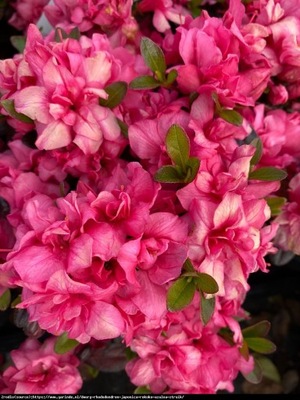 Azalia japońska Rokoko -karminowo-różowe kwiaty.