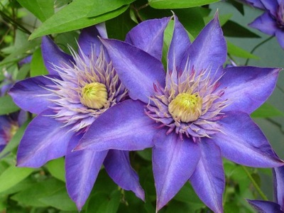 Clematis, Powojnik MULTI BLUE -- NR 285