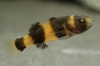 Babka osa Brachygobius doriae akwa_fan