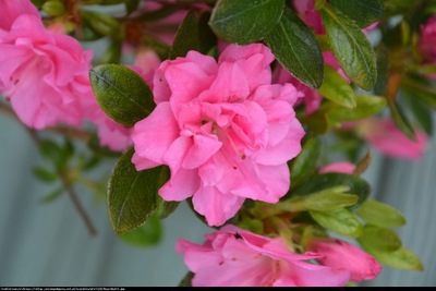 Azalia japońska Rose Bud