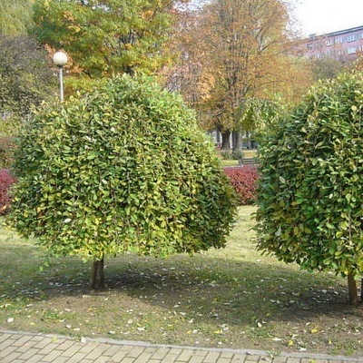 Wierzba IWA - Pendula