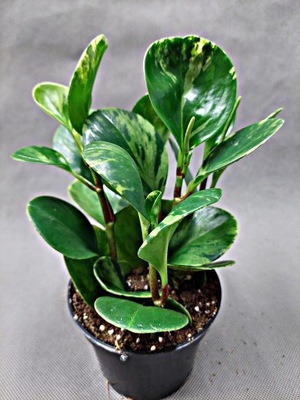 Peperomia OBTUSIFOLIA VARIEGATA