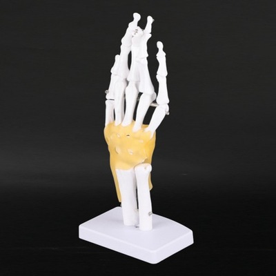 Model szkieletu stawu dłoni Odłączany model
