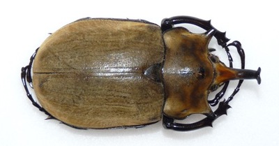 Chrząszcz Megasoma elephas samiec 79mm.