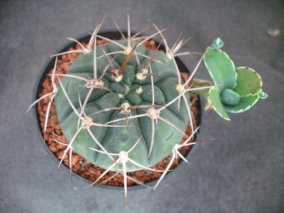 Gymnocalycium 773 don8cm PP0220P