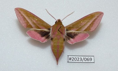 Motyl Deilephila elpenor .