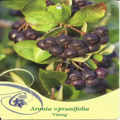 Aronia śliwolistna VIKING Aronia xprunifolia
