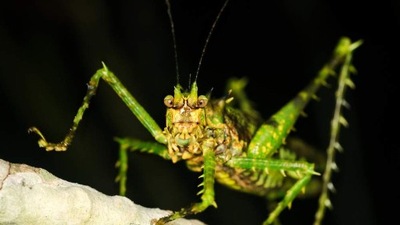 Championica sp. Agresywny konik mszak