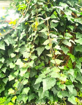 Bluszcz Kanaryjski (Hedera Canariensis)