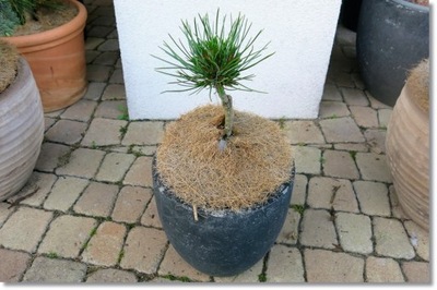 Pinus cembra 'Granitzenbach' - RARYTAS !!!!