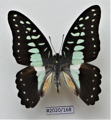 Motyl Graphium eurypylus samiec.