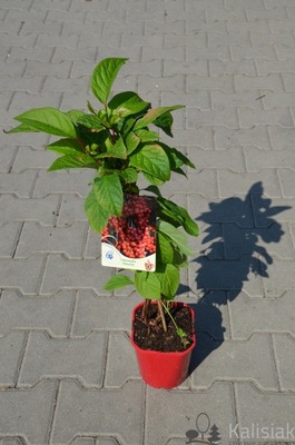 Schisandra chinensis Cytryniec chiński 40-50 cm 2L