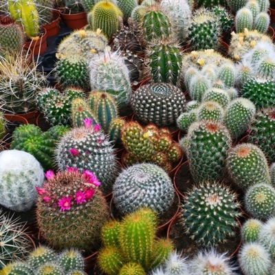 Kaktusy - nasiona