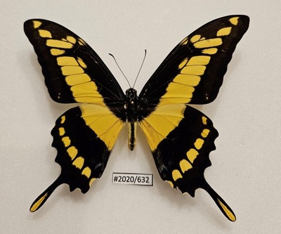 Motyl Papilio thoas samiec .