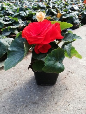 Begonia bulwiasta CZERWONA duża sadzonka P9