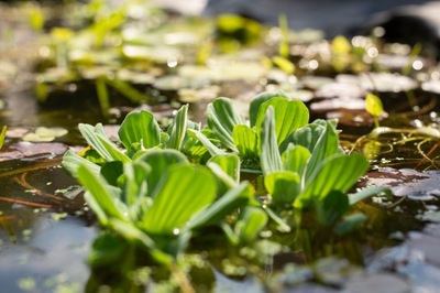 DUŻA SADZONKA Pistia Pływająca do oczka wodnego