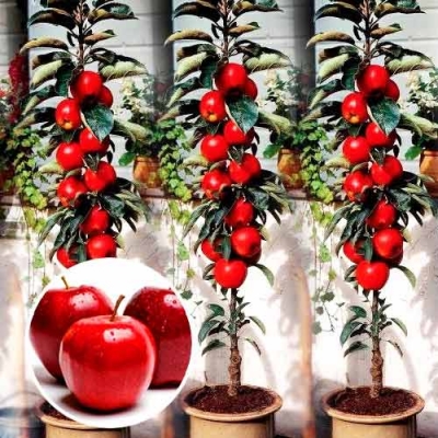 15 Jabłoń Malinówka kolumnowa