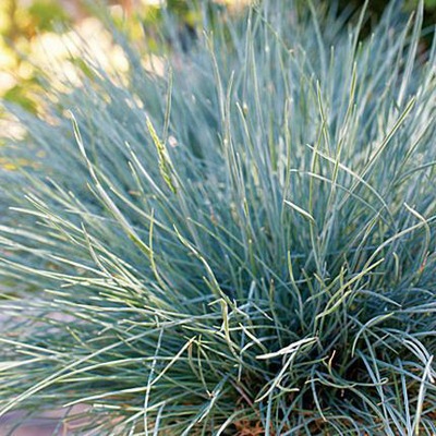 KOSTRZEWA ELIJAH BLUE NIEBIESKA PIĘKNOŚĆ POLECAM