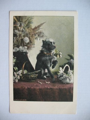 PIES PSY przedwojenna POCZTÓWKA