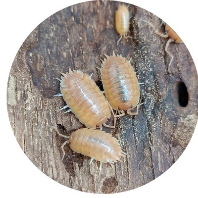 Porcellio laevis "Orange"