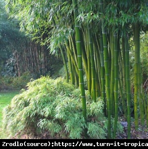 Bambus ogrodowy - MROZOODPORNY, soczysta zieleń,
