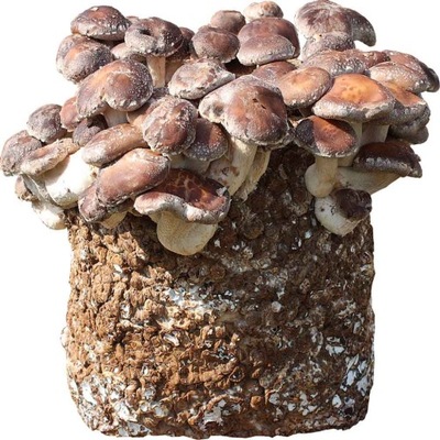SHIITAKE - grzybnia 3kg uprawa w domu