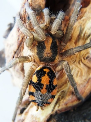 Hapalopus formosus L2 (SpidersForge)