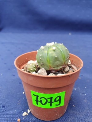 Astrophytum asterias variegated 7079p - PC1137B