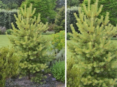 SOSNA 'PINUS' MOSERI