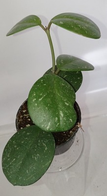 HOYA HOJA obovata