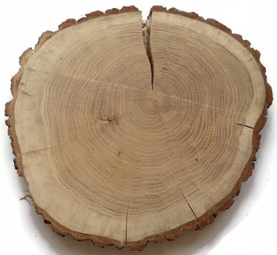 plastry drewniane Dąb pęknięty 35-38 cm gr 3 cm krążek dębowy