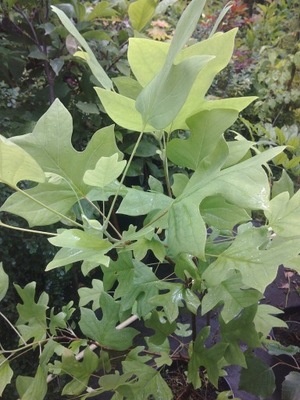 Tulipanowiec mini szczepiony karłowy inny