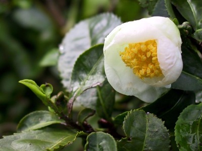 HERBATA CHIŃSKA (CAMELLIA SINENSIS) WŁASNA Z KRZEWU 5 ŚWIEŻYCH NASION