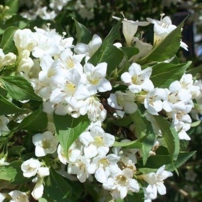 KRZEWUSZKA (Weigela 'Snowflake')